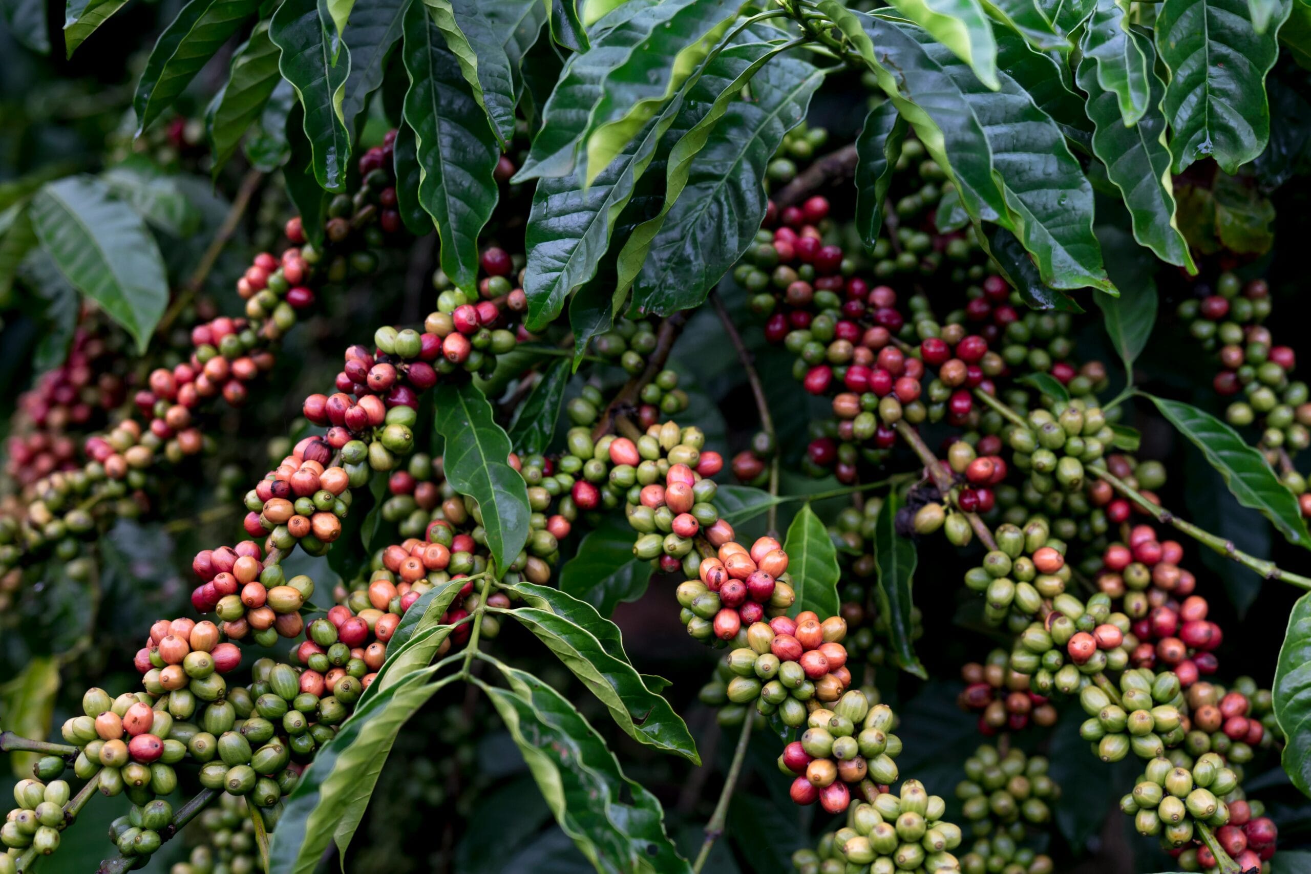 Cafea de specialitate vs cafea de origine